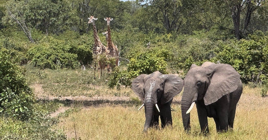 My African safari dream finally came true - yeehaa