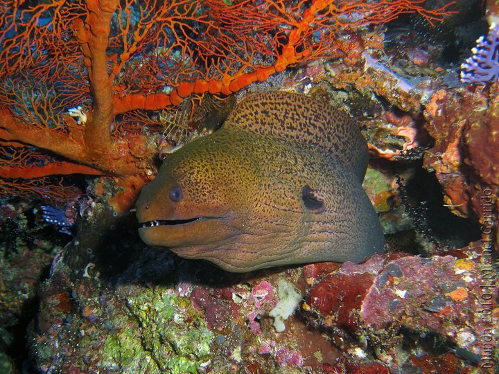 Moray Eel inspiration for Treasured Secrets - Treasure Hunt Romance by Kendall Talbot